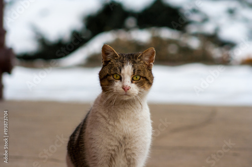 cat with raised ears in winter photo