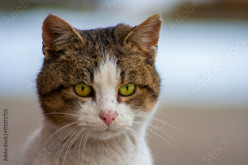 Fototapeta Naklejka Na Ścianę i Meble -  Close up of a cat's head with beautiful yellow eyes