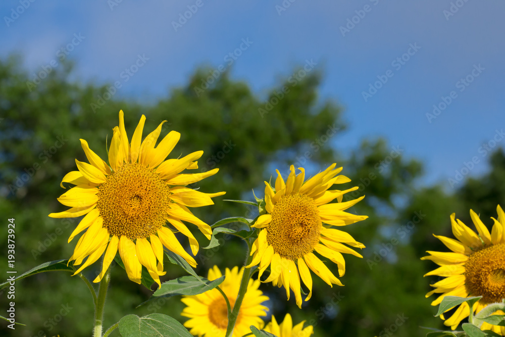 Fototapeta premium Happy sunflower field - nature and outdoor summer wonderland