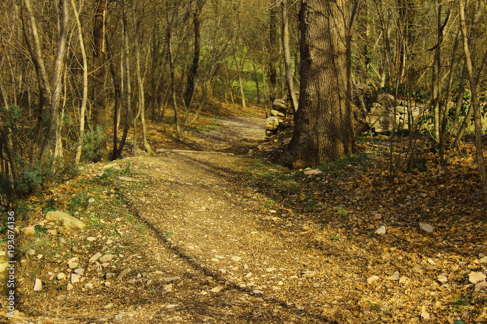 Obraz premium Camino en medio el bosque