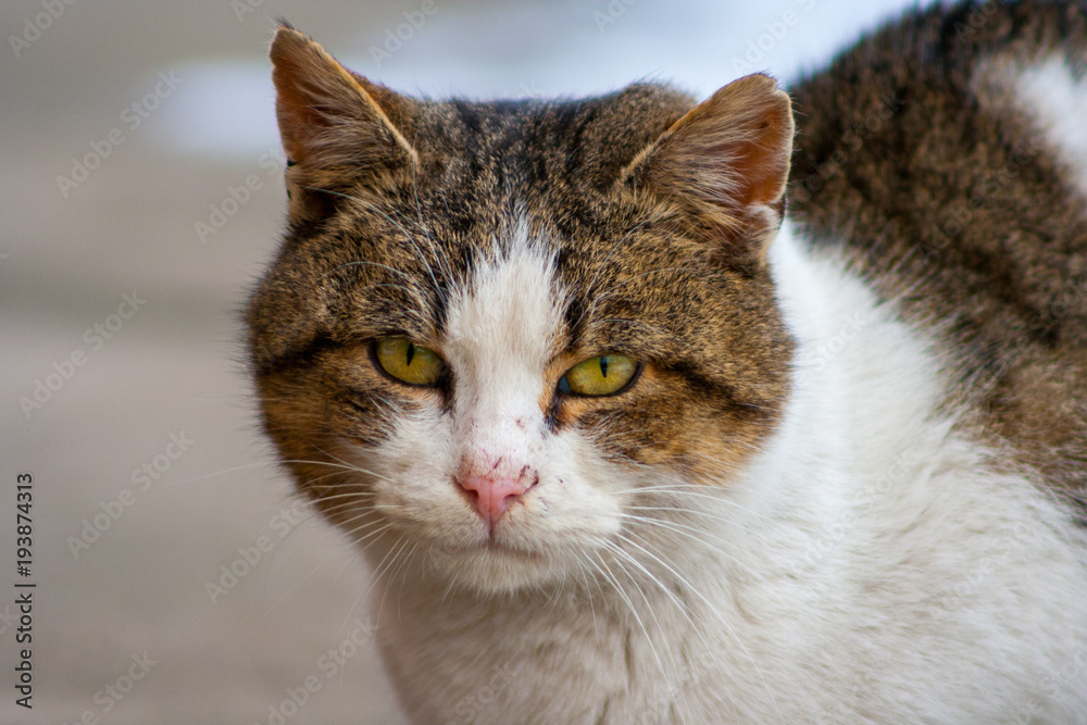 Close up of a cat with yellow eyes