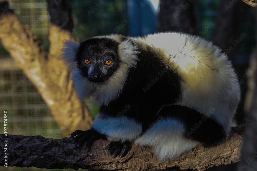 Obraz premium Lemur
