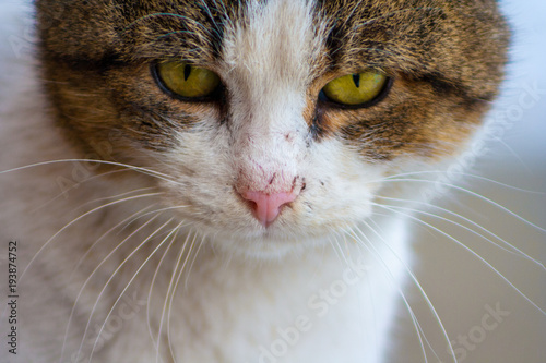 Close up of a cat's head with beautiful yellow eyes