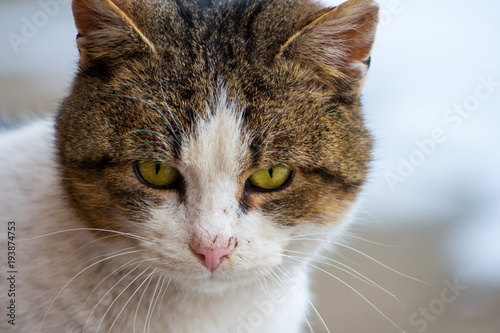 Close up of a cat's head with beautiful yellow eyes