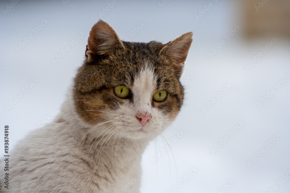 close-up of a cat with beautiful eyes on a white background in winter