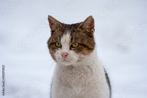 close-up of a cat with beautiful eyes on a white background in winter © daily_creativity