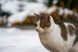 cat with raised ears in winter