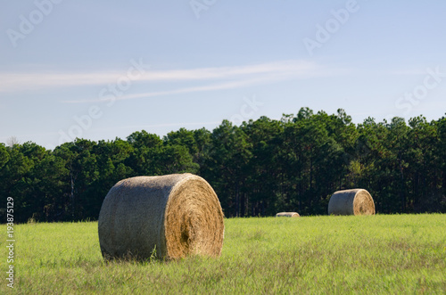hay bales on farm fields in grass and early spring