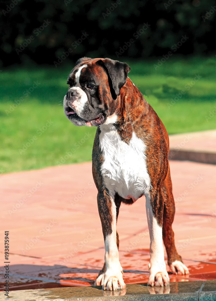 Dog breed German boxer