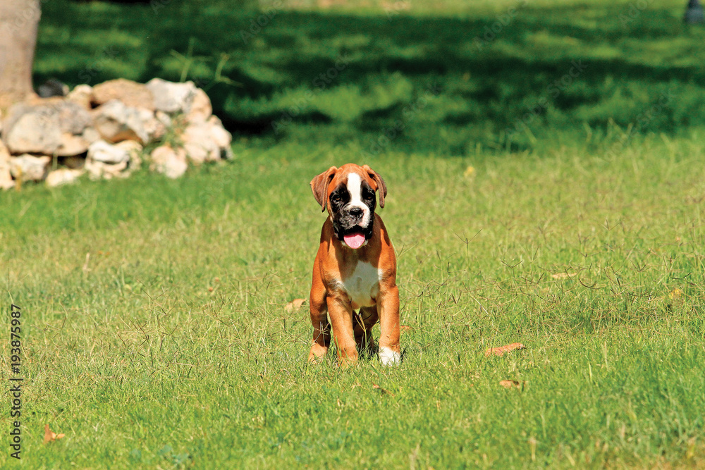 Puppy dog German boxer playing in outdoors. Puppy dog German boxer playing in outdoors.
