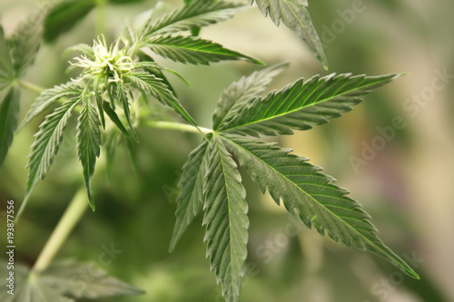 Home-grown marijuana. Cannabis in the flowerpot. Blooming Marijuana plant in nature