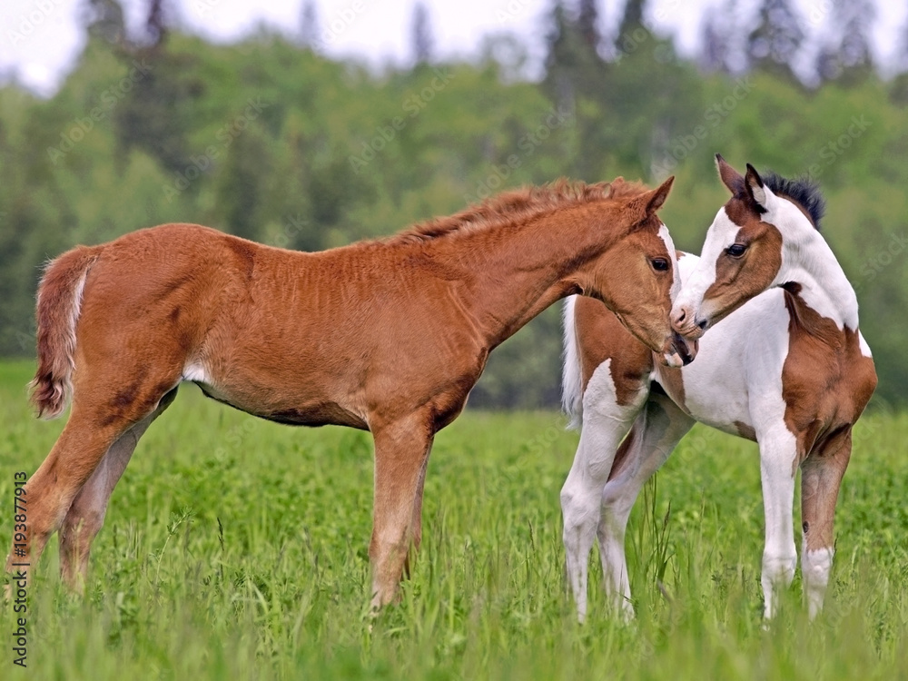 Two cute Foals, chestnut and Pinto at spring pasture, greeting each other. Two cute Foals, chestnut and Pinto at spring pasture, greeting each other.