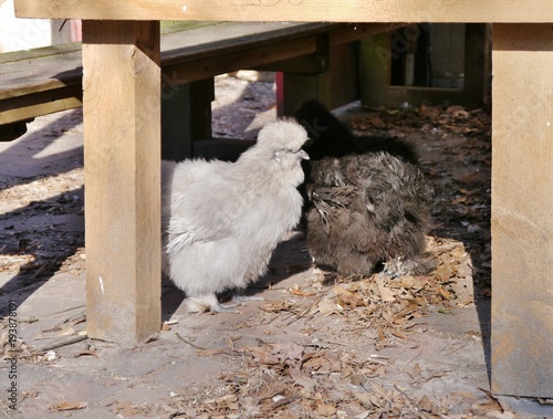 Zierhühner im Kinderbauernhof im Görli photo