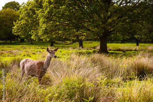 Young deer in Richmond Park is famous for more than six hundred red fallow deer and it is the largest park of the royal parks in London photo