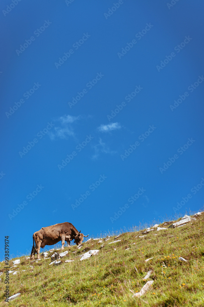 Agriculture rural photo shoot ecology problem. Brown sheeps and cows on the green grass with alps meadows and blue sky in the background Agriculture rural photo shoot ecology problem. Brown sheeps and cows on the green grass with alps meadows and blue sky in the background
