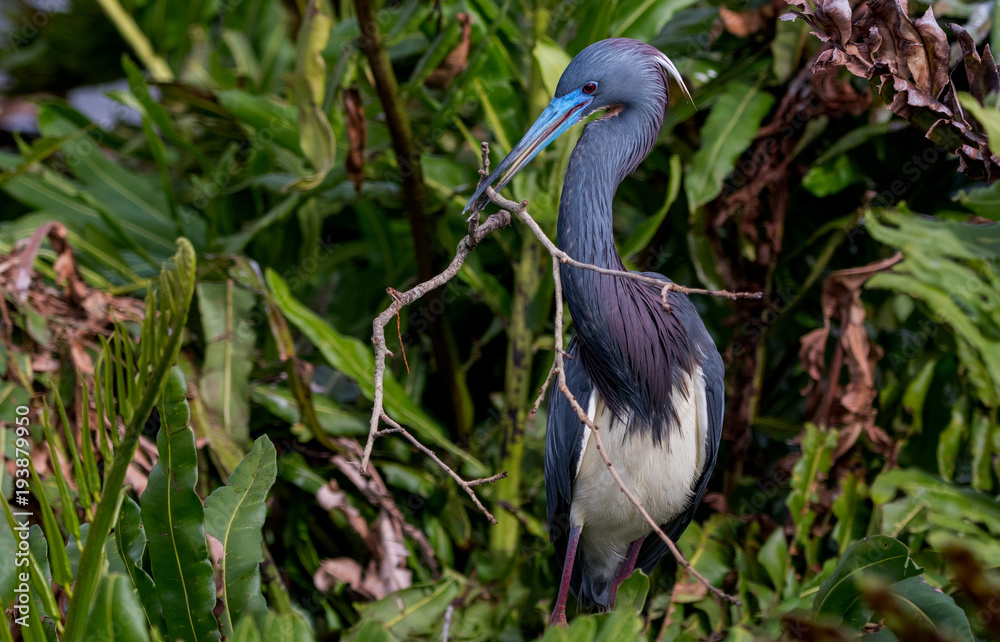 Fototapeta premium Tri-color Heron