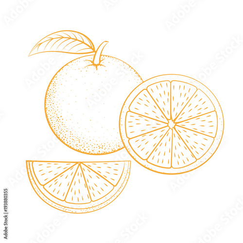 Contour icon of oranges on white background