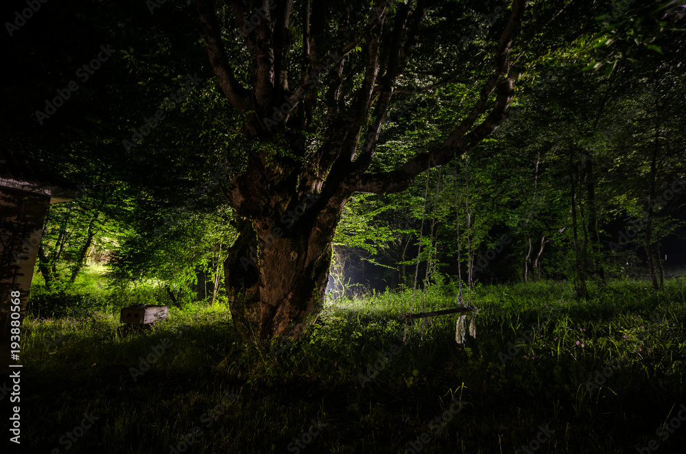 Obraz premium Night fog in the village. Mysterious. Moonlight. Lighting up Swing near the tree in the yard. The light from the backside of trees. Mystic night ountryside. Light in the fog.