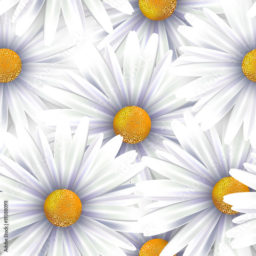 Realistic white chamomile flower seamless pattern. Realistic blossom vector illustration. 