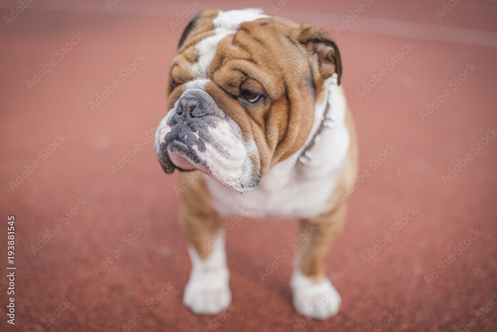 English bulldog posing outdoor,selective focus English bulldog posing outdoor,selective focus
