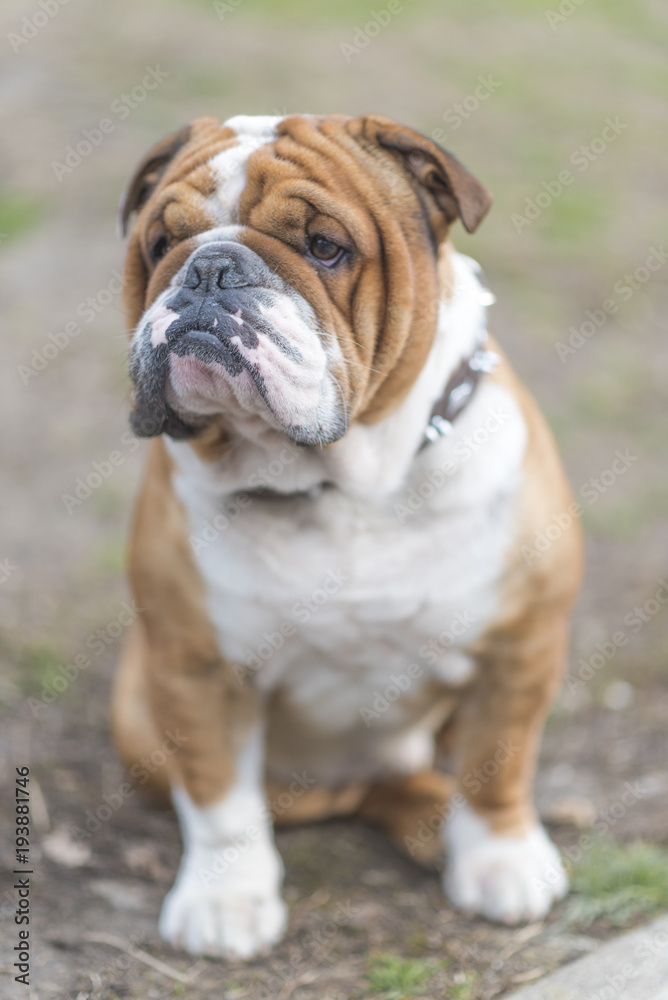 English bulldog ,ale posing outdoor,selective focus