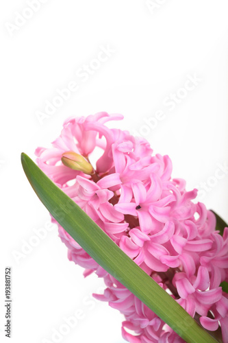 Hyacinth isolated on white.Light pink .Spring flower. On white background.Closeup photo