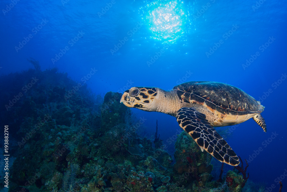Fototapeta premium A hawksbill turtle enjoys cruising through his underwater domain above a pristine tropical reef. The coral grows under the sun that can be seen in the sky through the blue ocean