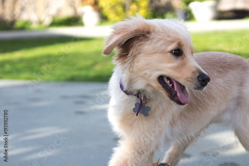 Labrador puppy playing