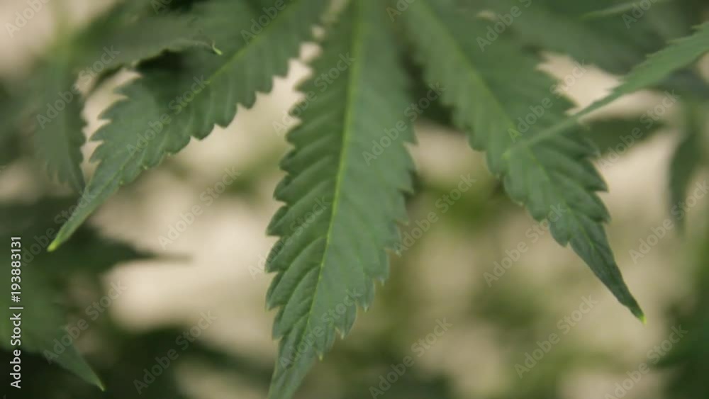 Home-grown marijuana. Cannabis in the flowerpot. Blooming Marijuana plant in nature Home-grown marijuana. Cannabis in the flowerpot. Blooming Marijuana plant in nature