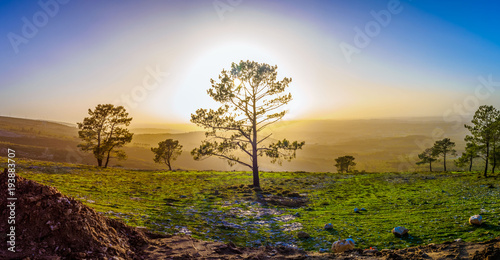 Sunset through an oak tree