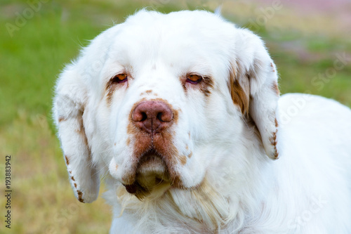 Clumber Spaniel full face portrait. The Clumber Spaniel stands on the grass in the park. photo