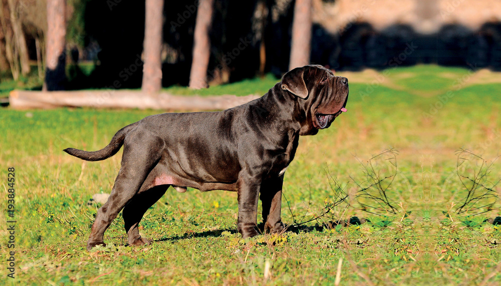 Neapolitan Mastiff dog Neapolitan Mastiff dog