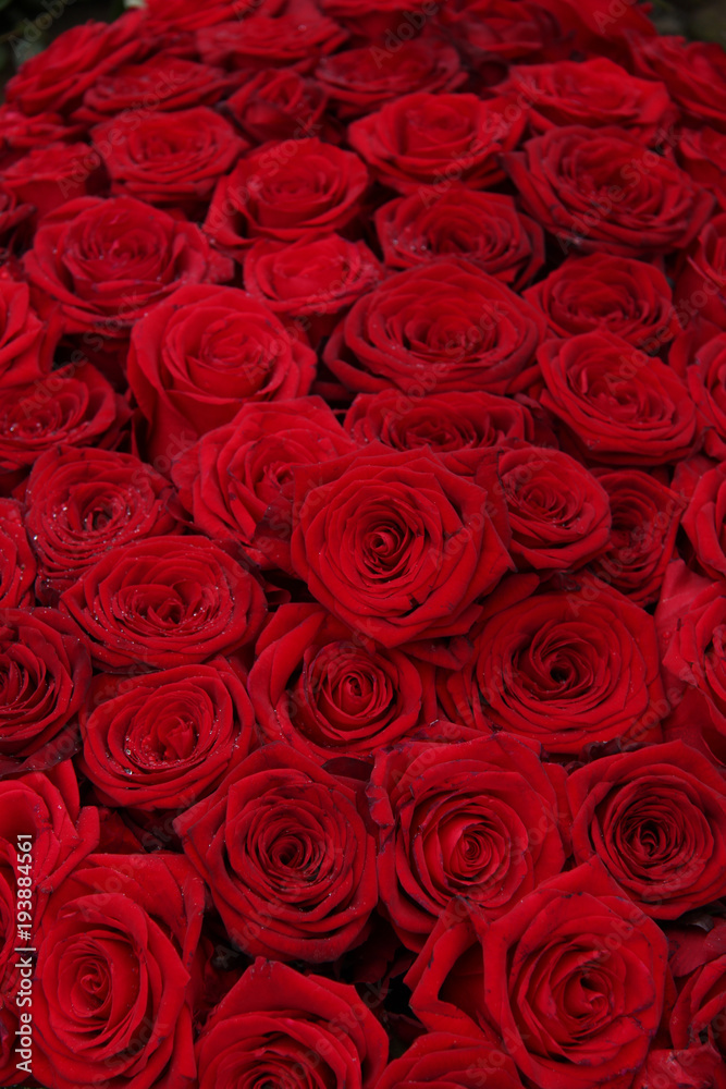 Big group of red roses Big group of red roses