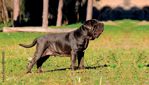 Neapolitan Mastiff dog