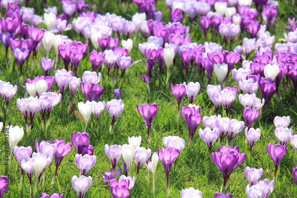 Crocuses on a field Crocuses on a field