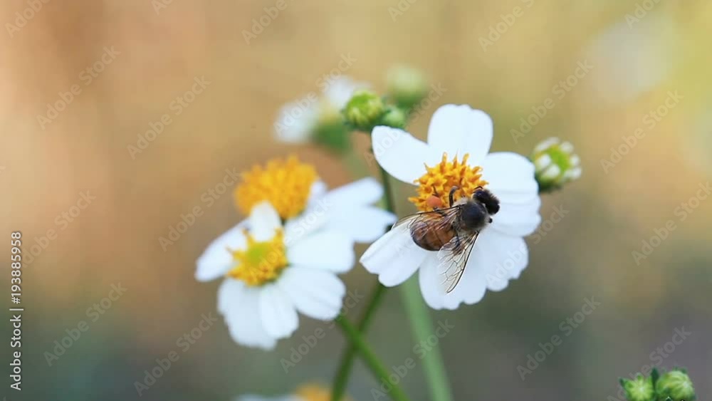 Bees pollinating and sucking nectar from white flowers in a garden and flying away Bees pollinating and sucking nectar from white flowers in a garden and flying away