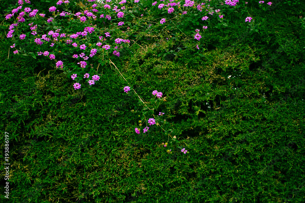 Wall. Green living wall with pink flowers. Wall. Green living wall with pink flowers.