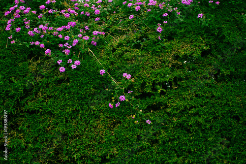 Fototapeta Naklejka Na Ścianę i Meble -  Wall. Green living wall with pink flowers.