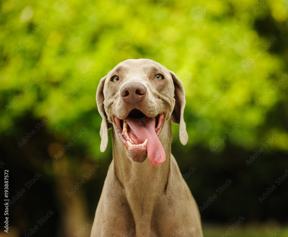 Weimaraner dog outdoor portrait with mouth open and tongue out