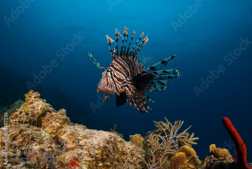 An invasive lionfish in the Caribbean is stalking its prey for its next meal. This invasive species is causing damage to the environment by eating local fish stocks too much