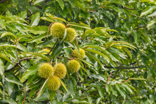 sweet chestnut tree canopy with leaves and ripe chestnuts