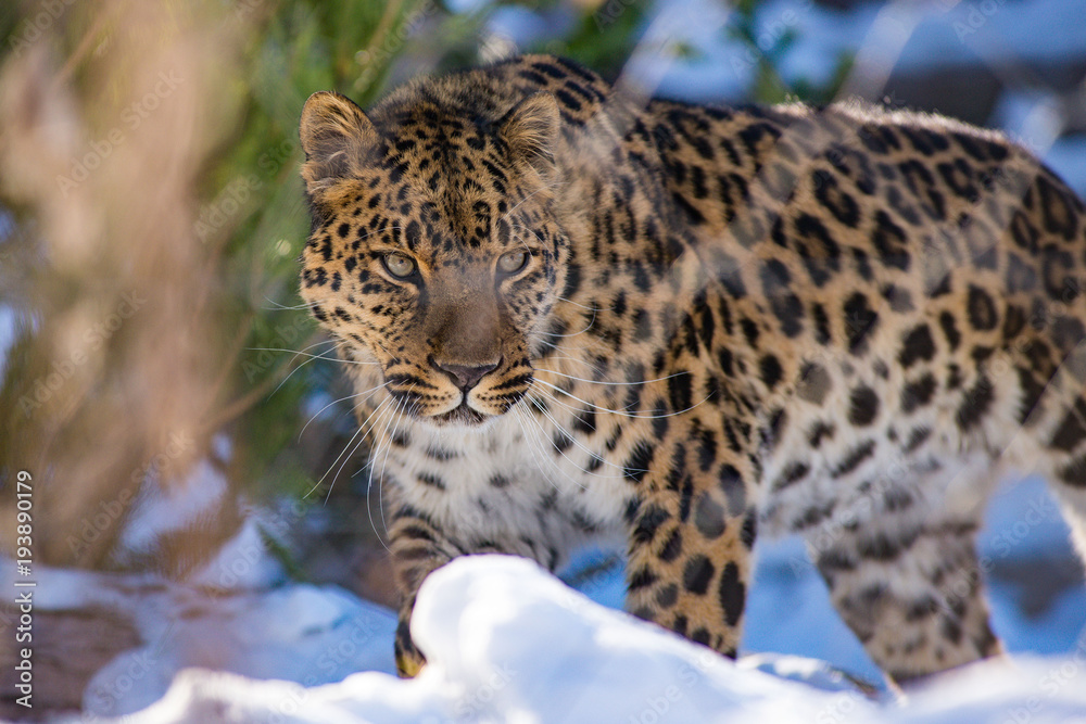 far Eastern leopard in winter the predator is a dangerous animal far Eastern leopard in winter the predator is a dangerous animal