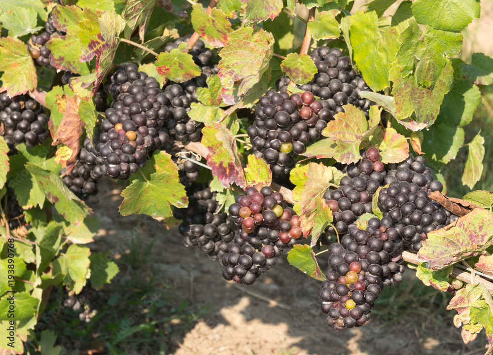 Clusters of grapes in Vineyard