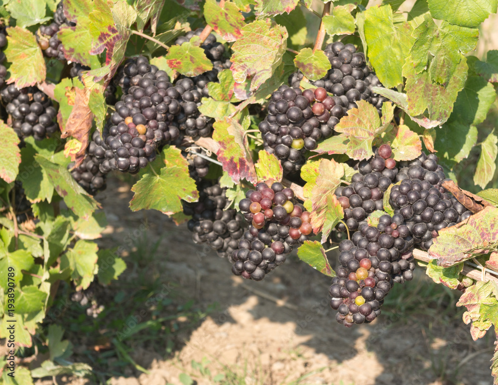 Clusters of grapes in Vineyard