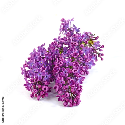 Branch with lilac flowers isolated on white background.