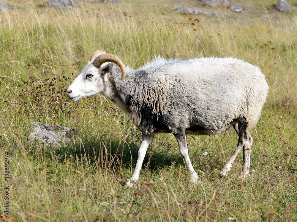 Fototapeta premium Sheep