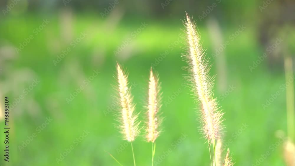 4K Flowers in the morning, moving in the wind. Golden sun grass grass. Feel warm and bright. Wake up to the new morning. 4K Flowers in the morning, moving in the wind. Golden sun grass grass. Feel warm and bright. Wake up to the new morning.
