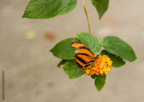 Butterfly with Flowers