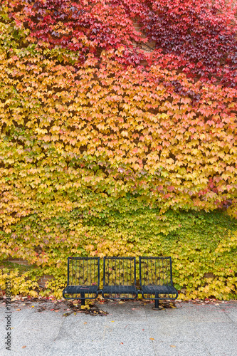 Wall of Color