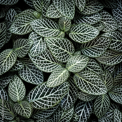 Leafy Greens